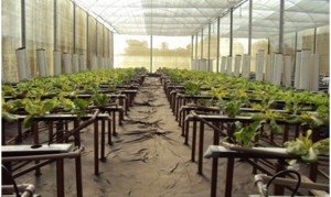 Cultivo de hortaliças em sistema hidropônico. Foto: Fapesb