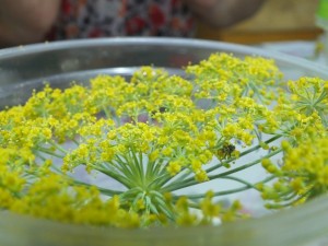 Joaninhas se alimentando do pólen de erva doce/ Foto: Acervo da pesquisa